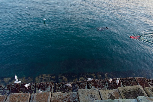 Two free divers swim along the outside of Ogden Point Breakwater after sunset in March while seagulls skim for little fish. Victoria, British Columbia