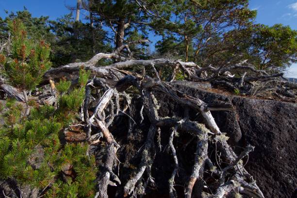 Brocken and bleached Pine tree draped over a rock on the coast of  East Sooke Park Brocken and bleached Pine tree draped over a rock on the coast of  East Sooke Park, Vancouver Island, British Columbia bluff knoll stock pictures, royalty-free photos & images