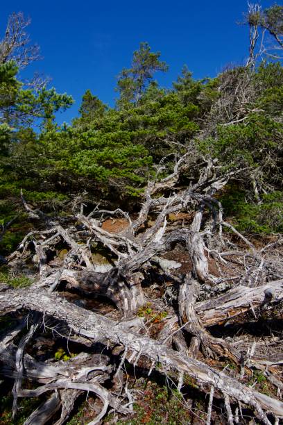 Skeletons of Shore Pines lie tangled on wind blown bluff, East Sooke Park Skeletons of Shore Pines lie tangled on wind blown bluff, East Sooke Park, Vancouver Island, British Columbia bluff knoll stock pictures, royalty-free photos & images