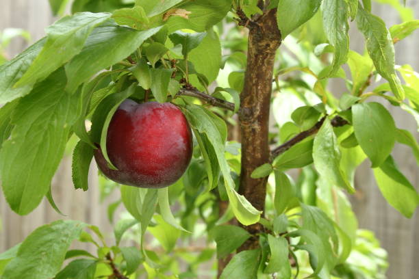 One large red Plum on a tree. stock photo