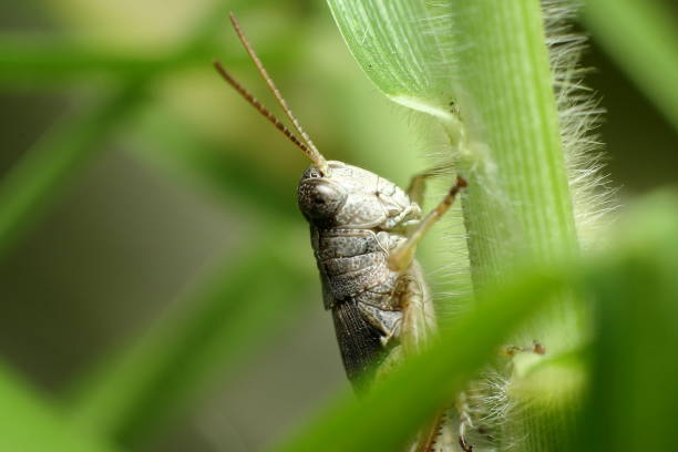 Grasshopper macro close-up amongst green grass stems. stock photo