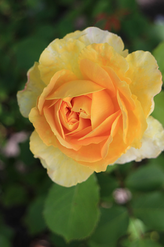 Yellow rose flower bloom in the garden