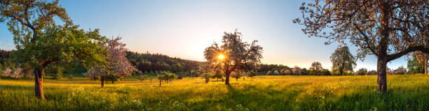 Vast meadow with trees in spring stock photo