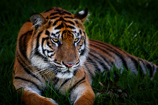 A lonely tiger sitting in the cage.