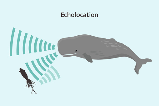 Whale echolocation infographic. Sperm whale using biosonar to locate prey.