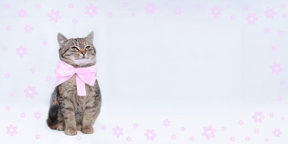 Portrait of a Kitten. Kitten with a pink bow tie. Cat on a white background. Cat posing at camera. Web-banner copy space. Pet. Frame of pink flowers around a cat. Postcard. Valentine's Day. Valentine