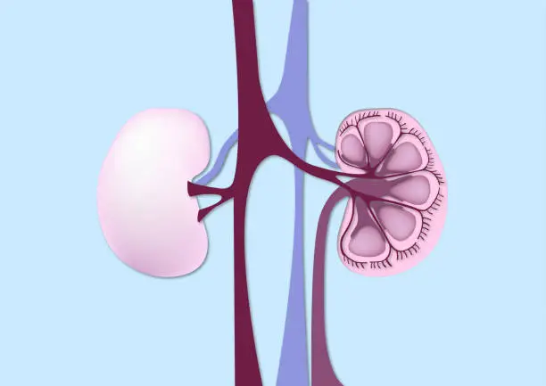Vector illustration of Human kidneys.