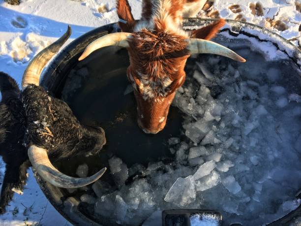 Two horned cows drink water from a trough filled with ice on a cold winter day
