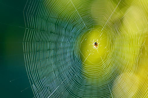 A spider waits for prey on its web.