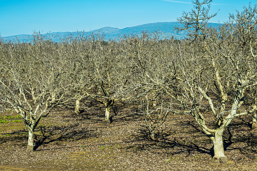 Orchard of dormant cherry trees.

Taken in Gilroy, California, USA.
