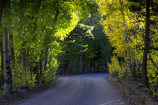 Gravel road through grove of Colorful fall aspen trees growing near Bishop Creek Canyon's North Lake.