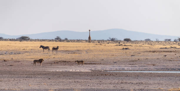 istock Lion in Etosha 1461161622