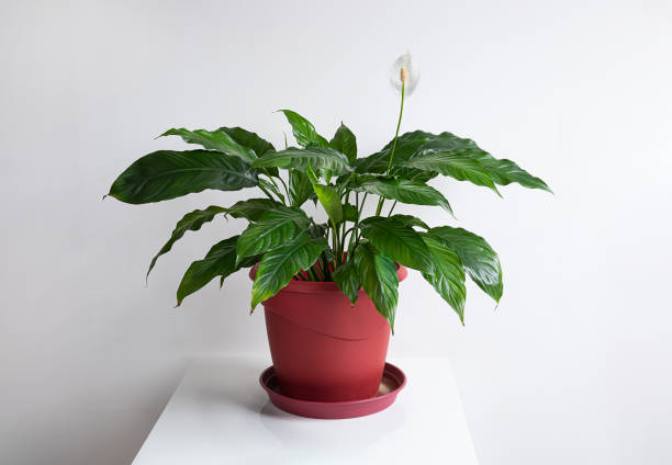 istock Peace lily plant in a red pot 1461161789