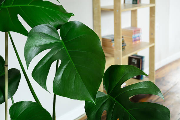 istock Monstera leaves in a room 1461161824