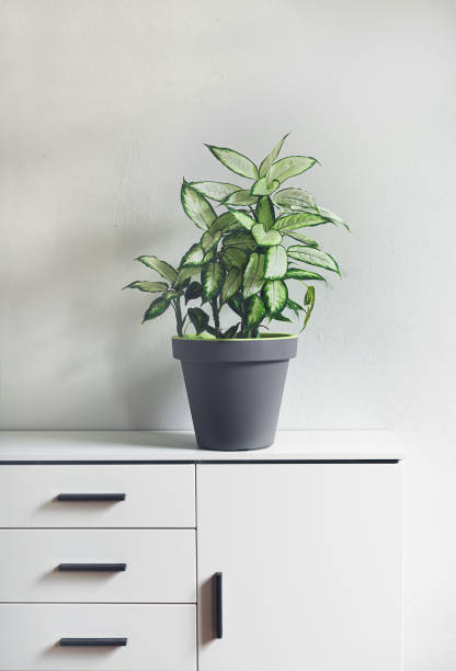 istock Dumb cane plant in a room 1461161827