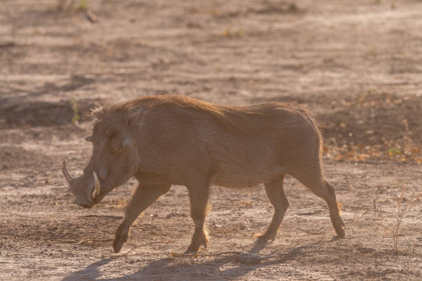 istock Close-up of a Warthog 1461162283