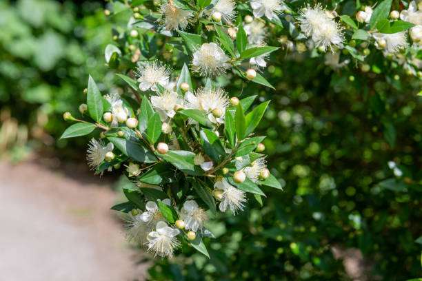 gewöhnliche myrte (myrtus communis) blüten - myrtus stock-fotos und bilder