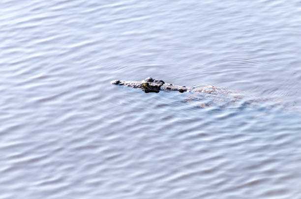 Telephoto shot of a nile crocodile - Crocodylus niloticus- floating in the Chobe river in Botswana.