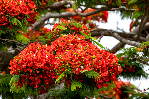 Flowering Flame Tree with beautiful red flowers, Royal Poinciana, background with copy space, full frame horizontal composition