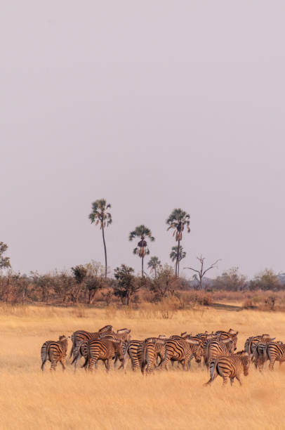 istock A herd of Zebras roaming the Okavango Delta 1461162429