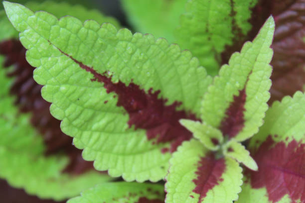 istock Green leaves with bloodstains pattern 1461163223