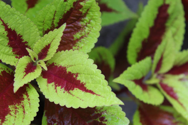 istock Green leaves with bloodstains pattern 1461164550