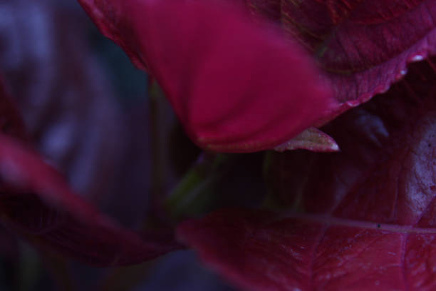 Dark red leaves from a close view