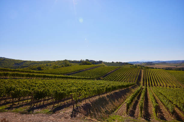 istock Scenic view of lush grapevines growing on landscape 1461165343