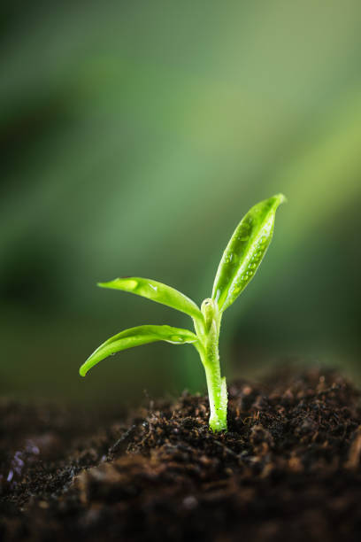 istock Young plant growing in a ground with sunlight. 1461166925