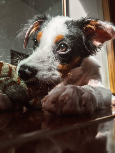 istock White dog with spots on the coat. 1461169728