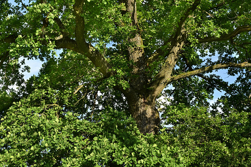 view from below up to the treetop of an oak tree