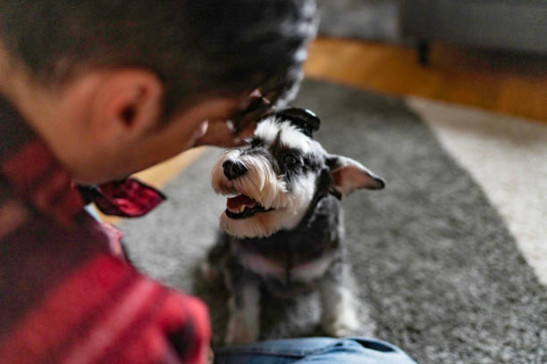 istock Man brushing his dog at home 1461170479