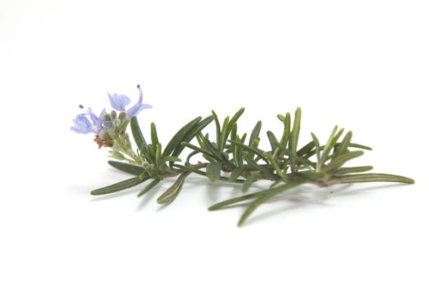 istock branch of rosemary in bloom 1461170618