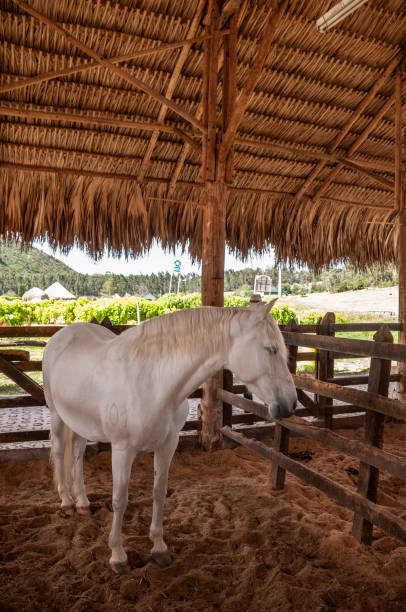 caballo blanco en el potrero de la granja - paddock fotografías e imágenes de stock