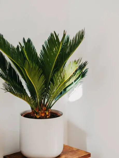 Cycas revoluta houseplant in white ceramic pot on wood stool in front of white wall. selective focus. Copy space