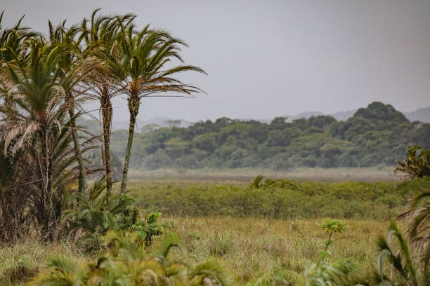 Palm Trees in Wind Hippo Boat Safari in St- Lucia. A beautiful Town famous for it´s vast Hippo population. gewitter stock pictures, royalty-free photos & images