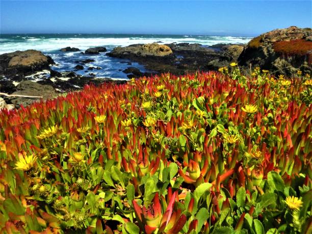 istock Oregon and N. California 1461177423