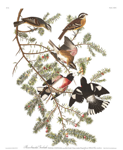 istock Antique bird illustration. Rose Breasted Grosbeak 1461178248