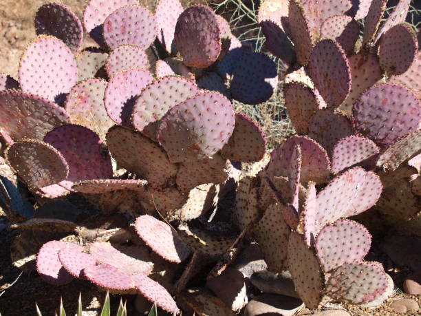 istock Santa Rita Purple Prickly Pear 1461186741