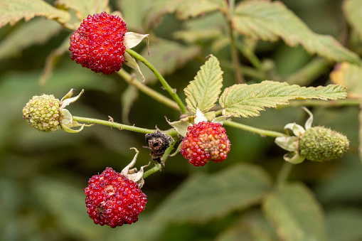 Australian Native Raspberry Flowers Native Australian Raspberry Stock Photo - Download Image Now ...