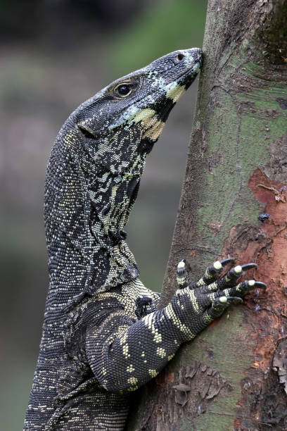 istock Australian Lace Monitor 1461187843