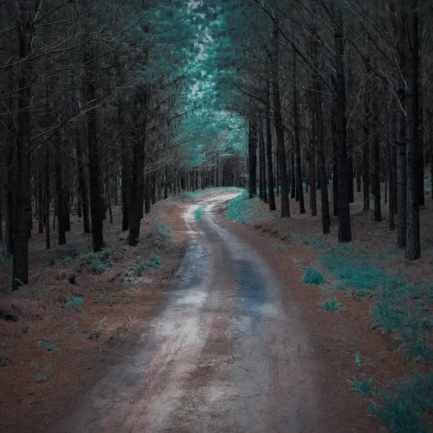 Road across pine trees