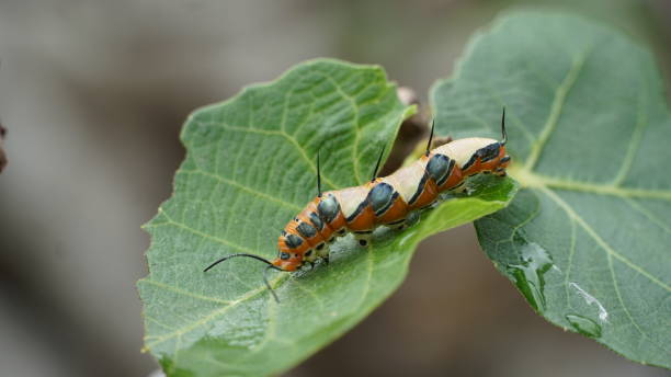 istock Orange butterfly caterpillar on a fig leaf 1461200302