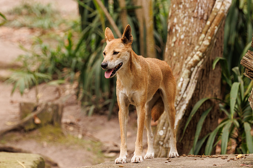 Australian Dingo (Canis lupus dingo)