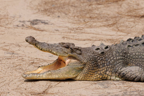 istock Snout of Saltwater Crocodile 1461201011