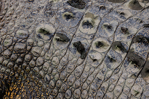 Saltwater Crocodile (Crocodylus porosus) Also Known as Estuarine Crocodile