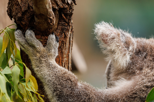 Koala joey in an Australian wildlife sanctuary hugs a tree branch surrounded by eucalyptus leaves