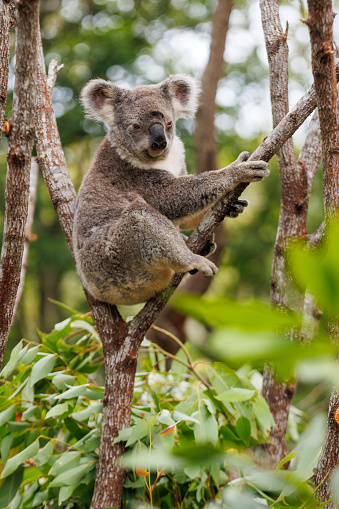 Koala on eucalyptus tree outdoor in Australia.