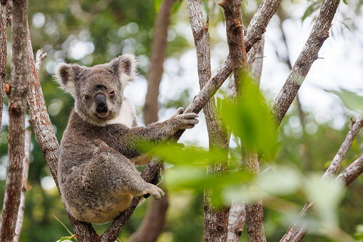 Koala sitting in a Eucalyptus tree eating leaves at Currumbin Wildlife Sanctuary on the Gold Coast Australia.