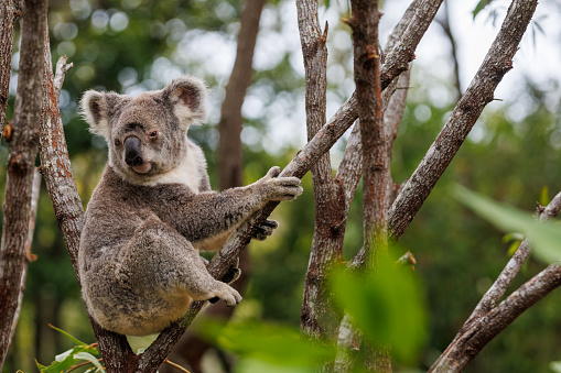 Sleepy Koala (Phascolarctos cinereus), native Australian icon, holding on to an inclined tree branch and another one seen blurred in the background.
